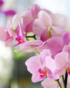 Pink orchid