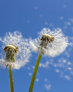 2 Dandelion's being blown by the wind with blue sky behind.