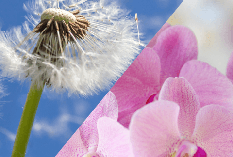 Orchid and Dandelion