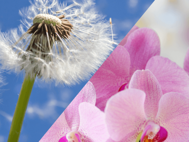 Orchid and Dandelion